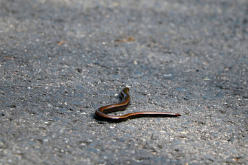 A small snake is crawling on the ground, already. Wild nature.