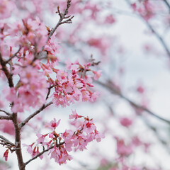 Fototapeta premium オカメザクラ