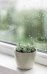 A pot of young lavender sprouts in the background of a window in rain drops.