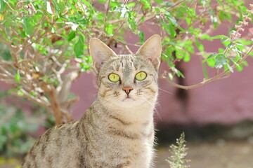 A tabby cat looking up near blurred plant background