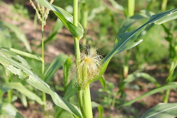 The raw fruit of corn grows on the maize crop