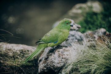 Green bird