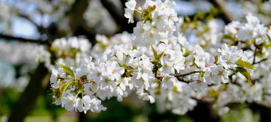 【東京】皇居東御苑の桜（春）