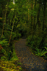 Tramping path in the forest