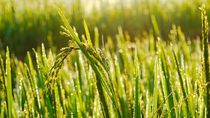 Poster Rijstveld Groen landbouw ecosysteem Aziatische rijstveld Vietnam groene boerderij. Oogst landbouw aanplant teelt gouden groene rijstterrassen in biologische boerderij met tropische natuurlijke zonsopgang. © aFotostock