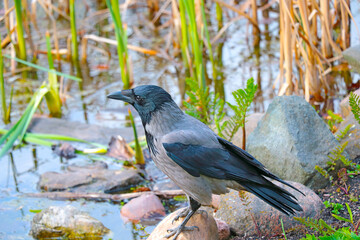 Obraz premium Close-up of a crow. A crow stands on the stone and looks carefully.