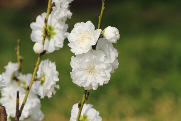 はなもも（照手白）