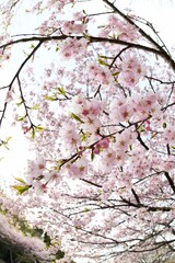 大漁桜