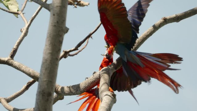 slow motion clip of two scarlet macaws in a tree fighting over food at mirador de jaco in costa rica