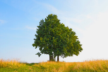 Fototapeta premium Lonely tree in a field against a blue sky.