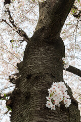 満開の桜の木