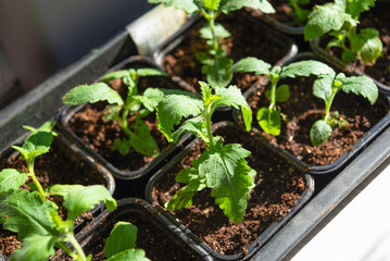 Flower seedlings in plastic containers.