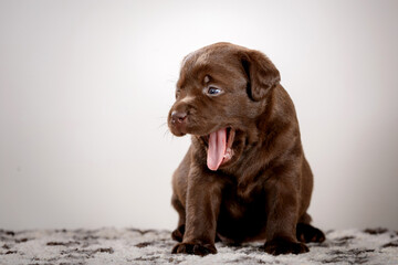 chocolate labrador puppy in studio