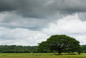 Fototapeta na wymiar Tree in tropical landscape with stormy sky