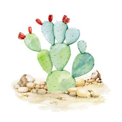 Prickly pear cactus in the desert background. Watercolor illustration. Organic opuntia plant in the sandy landscape. Green cactus desert plant watercolor element © anitapol