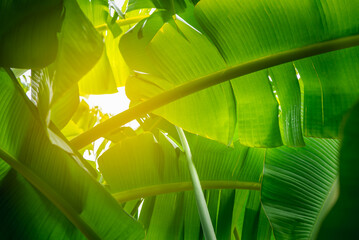 Obraz premium Greenery background nature plant and leaf (Banana)