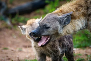 Fotobehang Hyena Spotted hyena or laughing hyena (Crocuta crocuta) showing submissive behaviour by flattening the ears and showing teeth. Mpumalanga. South Africa.  © Roger de la Harpe