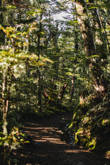 Obraz premium Tramping path in the forest