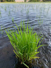 田植えの季節　田んぼの田舎風景