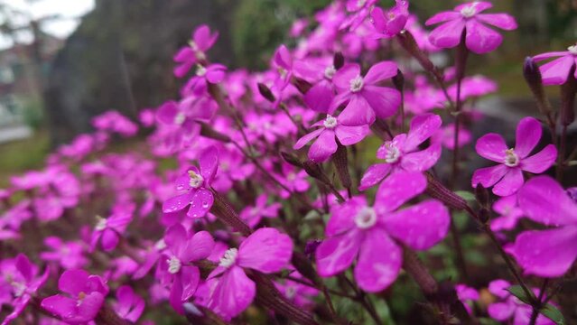 虫取撫子、シレネ、雨、Rain、Garden catchfly、 Silene armeria、むしとりなでしこ【撮影日時】2022-04-03