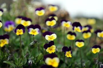 サンシキスミレ