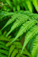 Green background of exotic leaves close-up. Natural green background