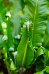 Fototapeta na wymiar Green background of exotic leaves close-up. Natural green background