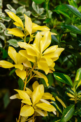Euonymus is a genus of woody plants in the Euonymous family