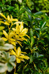 Euonymus is a genus of woody plants in the Euonymous family