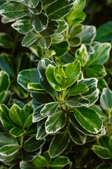 Euonymus is a genus of woody plants in the Euonymous family 