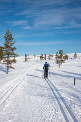 Cross country skiiing in Lapland Finland