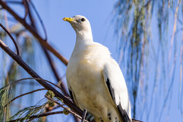 Torresian Pied Imperial Pigeon in Queensland Australia