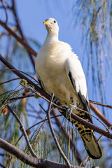 Torresian Pied Imperial Pigeon in Queensland Australia