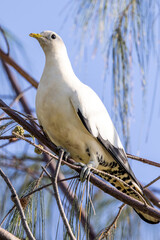 Torresian Pied Imperial Pigeon in Queensland Australia