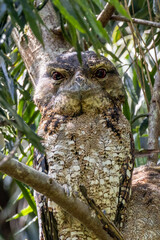 Papuan Frogmouth with chick in Queensland Australia