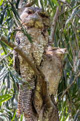 Papuan Frogmouth with chick in Queensland Australia