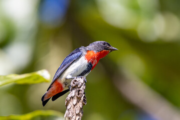 Mistletoebird in Queensland Australia