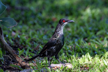 Metallic Starling  in Queensland Australia