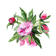 Peonies    pattern,flowers watercolor illustration.Image on white and colored background.