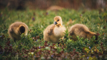ducklings in the grass