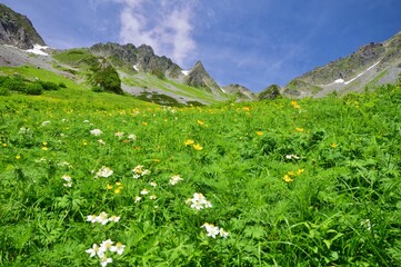花咲く北アルプス 涸沢カール