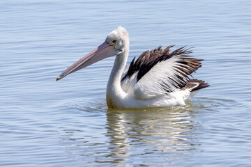 Fototapeta na wymiar Australian Pelican in Queensland Australia