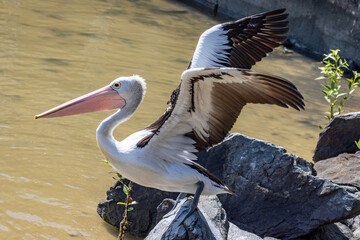Australian Pelican in Queensland Australia