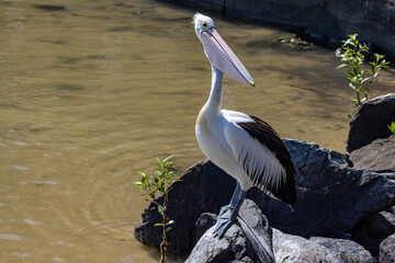 Australian Pelican in Queensland Australia