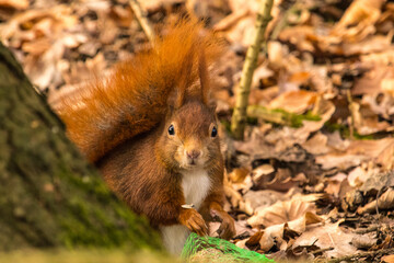squirrel on a field