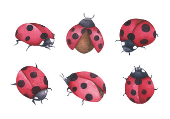 Set of ladybugs. Isolated on white background. Watercolor illustration.