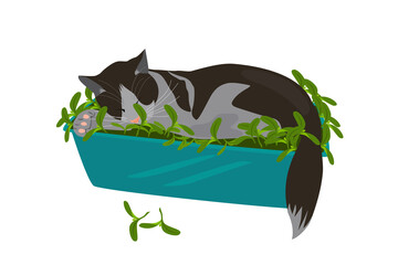 Sleeping cat in garden box with seedling. Vector illustration.