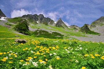 花咲く北アルプス 涸沢カール
