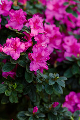 Beautiful flowering of azaleas close up. Azalea is the collective name of some flowering plant species from the genus Rhododendron