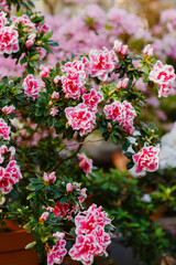 Beautiful flowering of azaleas close up. Azalea is the collective name of some flowering plant species from the genus Rhododendron